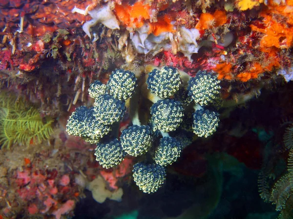 Coral mole — Fotografia de Stock