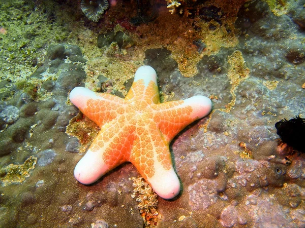 Estrella de mar — Foto de Stock