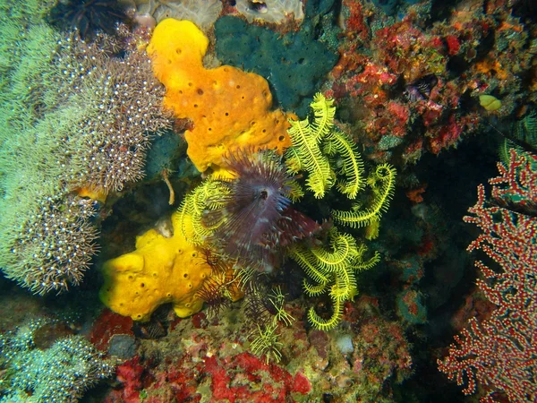 Mar chorro — Foto de Stock