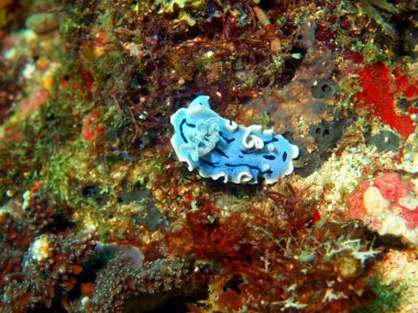 deniz salyangozları Filipin Denizi