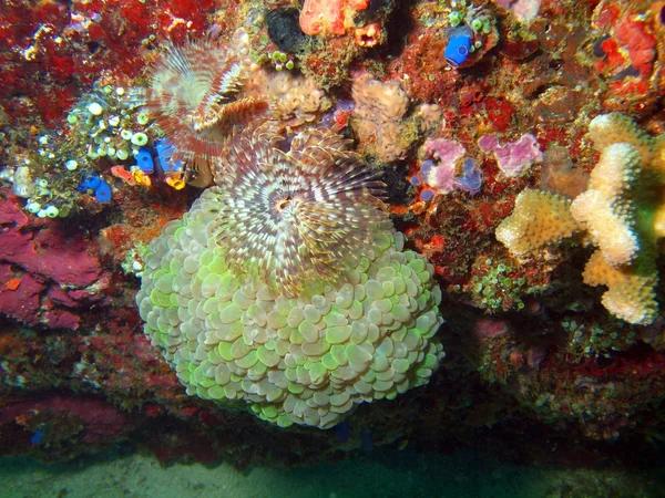 Pillole di verme marino — Foto Stock