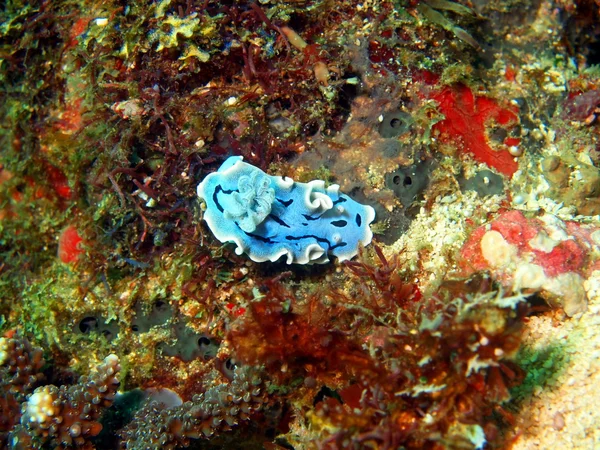 Zee slakken van de Filipijnenzee — Stockfoto