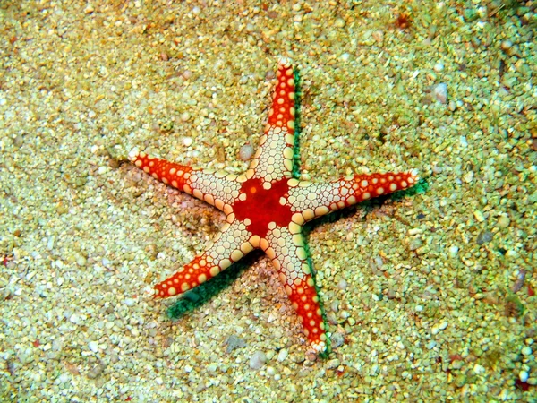 Estrella de mar — Foto de Stock