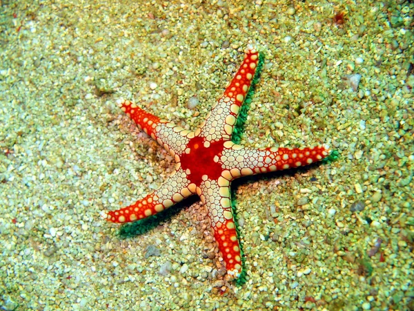 Estrella de mar —  Fotos de Stock