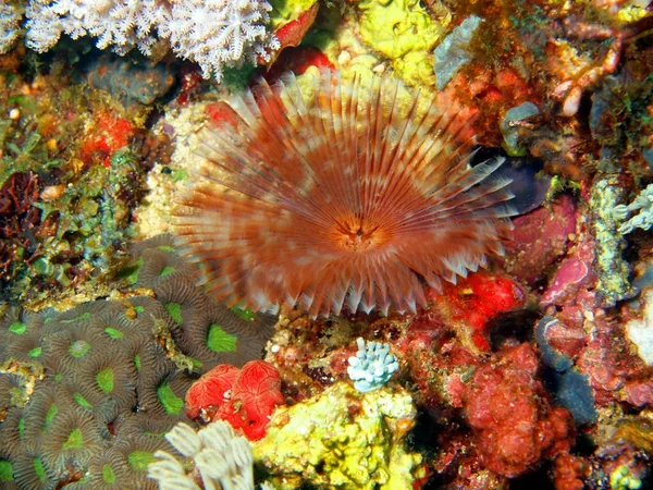 Gills of sea worm — Stock Photo, Image