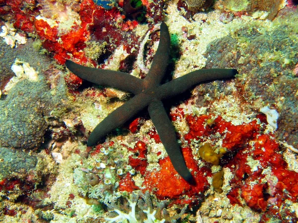 Starfish — Stock Photo, Image