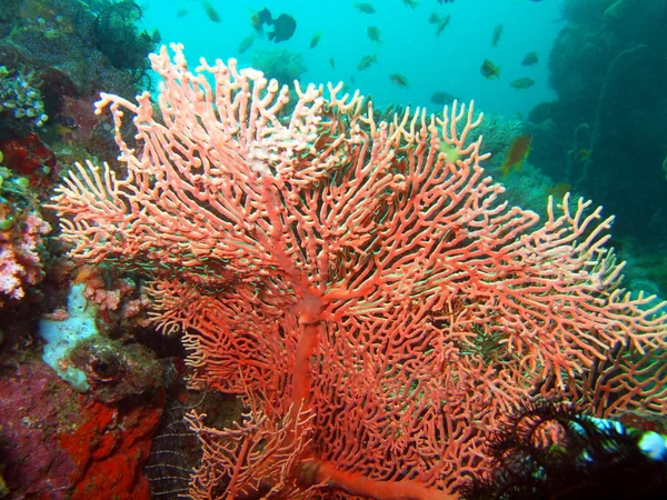 Gorgone coral — Stockfoto