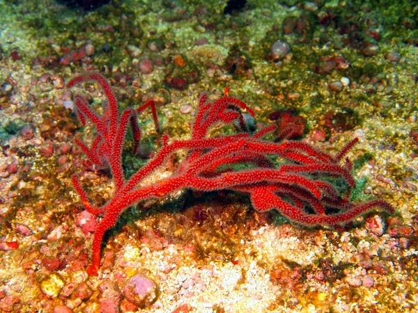 Corallo di gorgone — Foto Stock