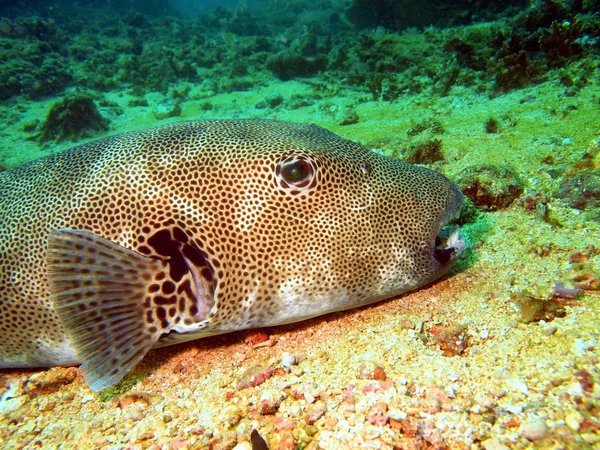 Bacalao — Foto de Stock