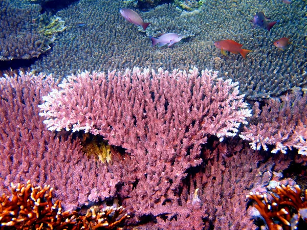 Coral de pedra — Fotografia de Stock