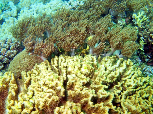 Coral de pedra — Fotografia de Stock