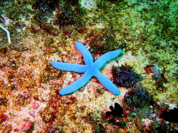 Estrella de mar —  Fotos de Stock