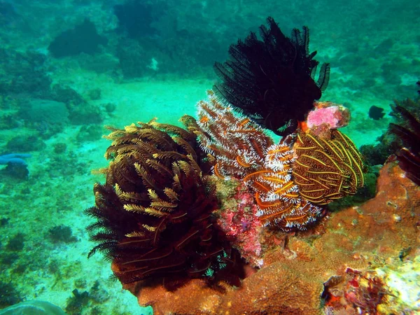 Sea lily of the Philippine sea — Stock Photo, Image