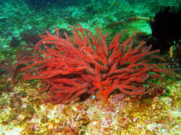 Gorgone coral — Stockfoto