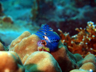 solungaçları in deniz kurt
