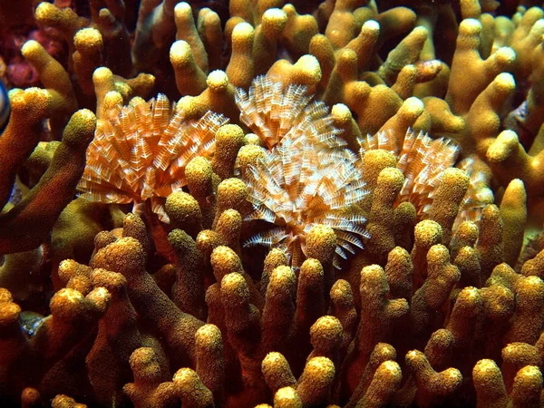 Kieuwen van zee worm — Stockfoto