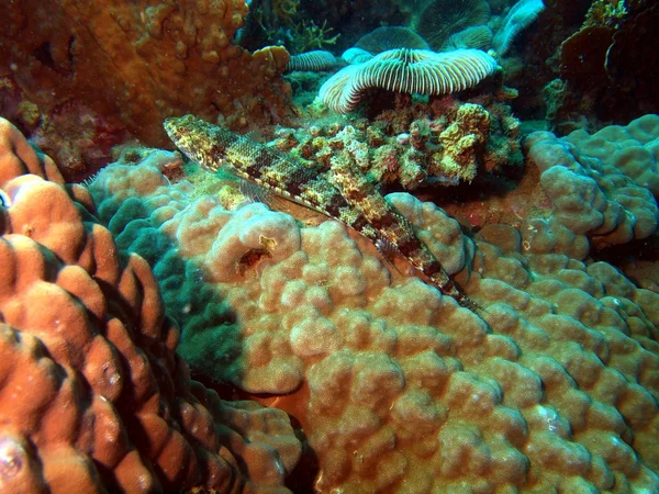 Peixes de coral — Fotografia de Stock