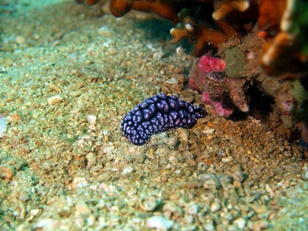 Las babosas del mar del sur de China — Foto de Stock