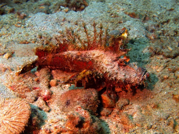 Scorpionfish — Zdjęcie stockowe