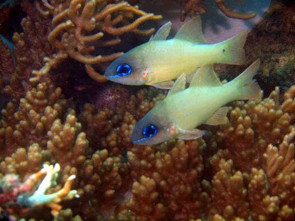 Coral fish — Stock Photo, Image