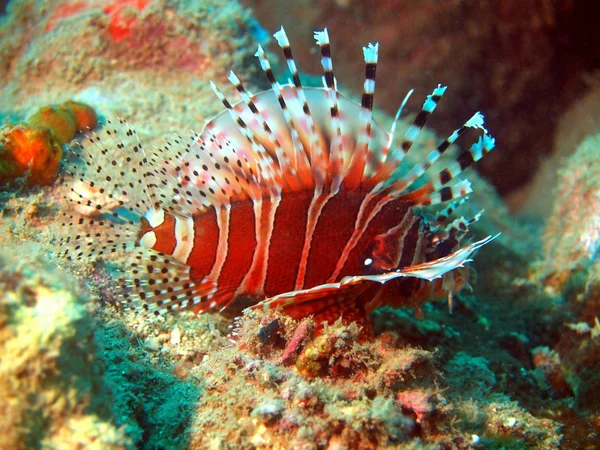 Scorpionfish — Zdjęcie stockowe