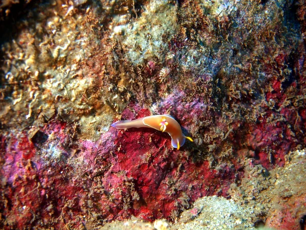 Las babosas del mar del sur de China — Foto de Stock