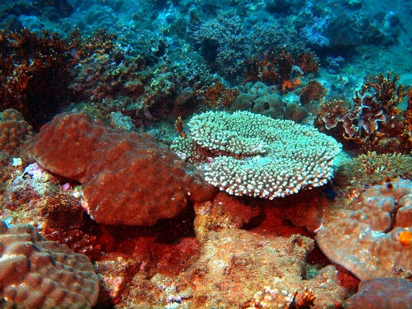 Кам'яні coral — стокове фото