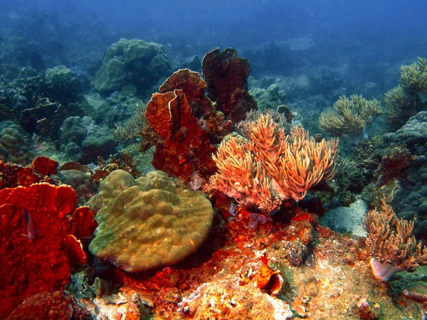 Coral de pedra — Fotografia de Stock