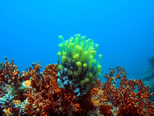 Sea lily — Stock Photo, Image