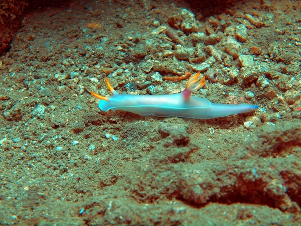 Sea slug — Stock Photo, Image