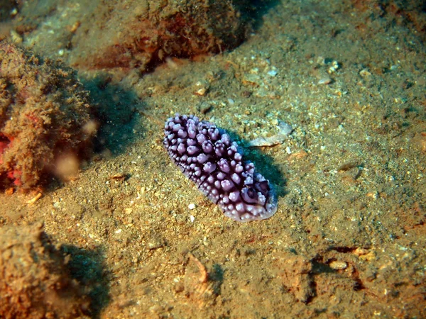 Sea slug — Stock Photo, Image