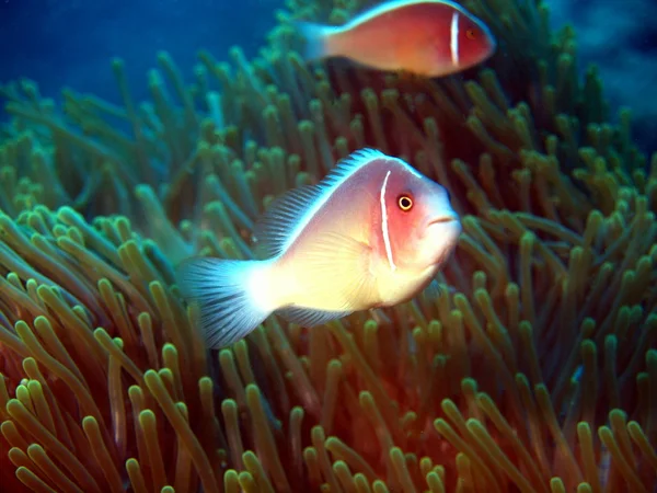 Pagliaccio di pesce — Foto Stock