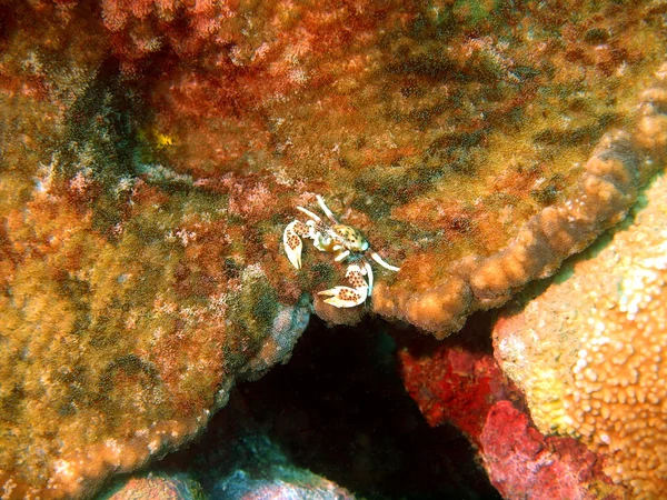 Enmascaramiento del cangrejo pequeño — Foto de Stock