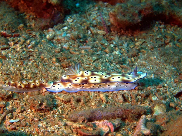 海のナメクジ — ストック写真