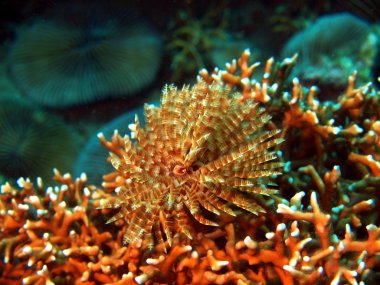 solungaçları in deniz kurt