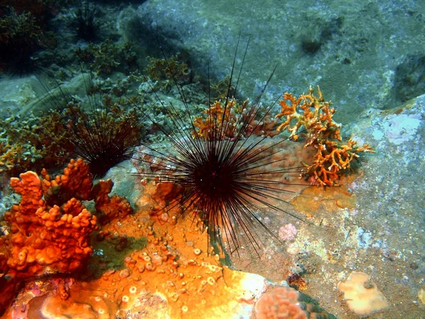 Sea urchin — Stock Photo, Image