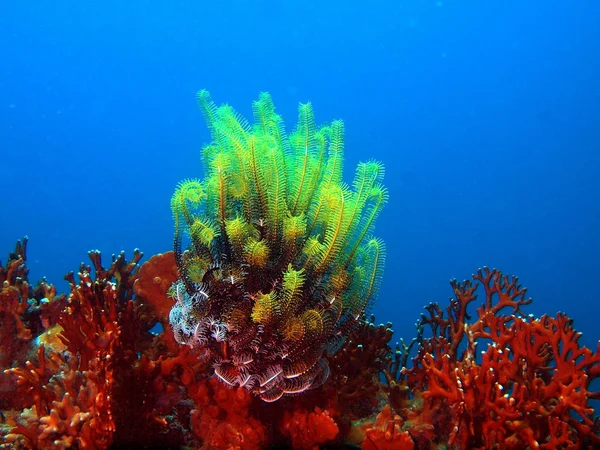 Piedra coral —  Fotos de Stock