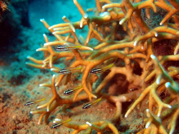 Coral fish — Stock Photo, Image