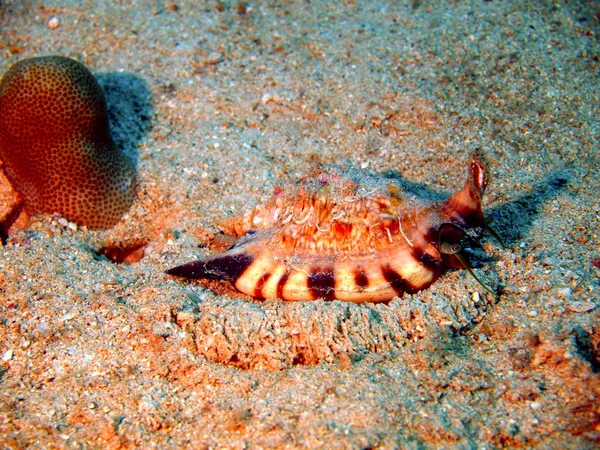 Gastropoda-bløddyr - Stock-foto