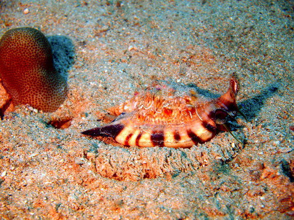 Gastropoda mollusc