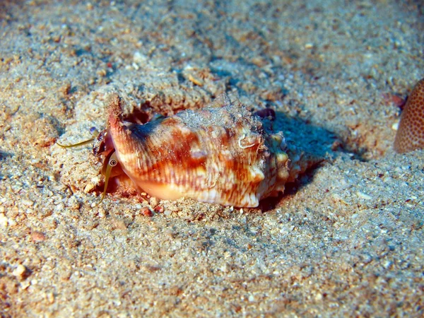 Slakken weekdieren — Stockfoto