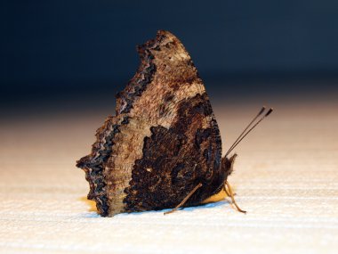 Kelebek vebadan bağa