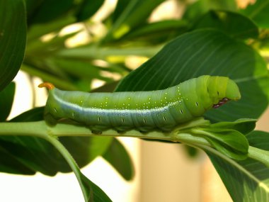 tırtıl kelebek zakkum Şahin-güve