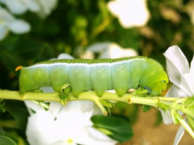 tırtıl kelebek zakkum Şahin-güve