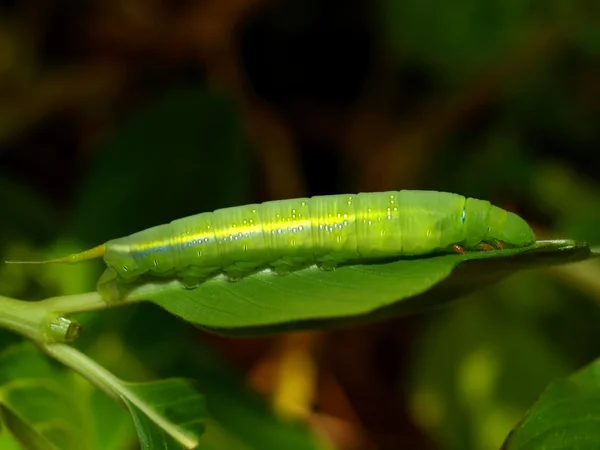 Caterpillar pillangó Oleander Hawk-lepke — Stock Fotó