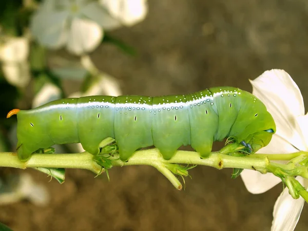 Caterpillar of butterfly Oleander Hawk-moth — Stock Photo, Image