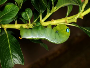 tırtıl kelebek zakkum Şahin-güve