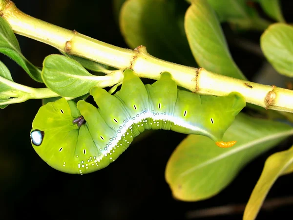 Caterpillar of butterfly Oleander Hawk-moth — Stock Photo, Image