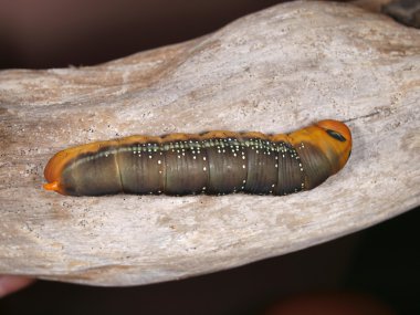 tırtıl kelebek zakkum Şahin-güve