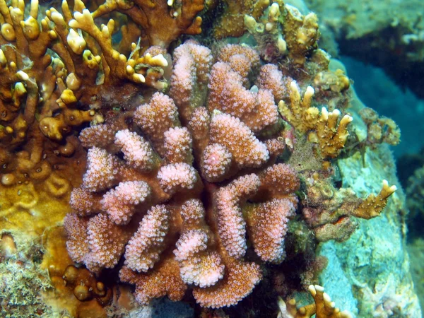 Stone coral — Stock Photo, Image